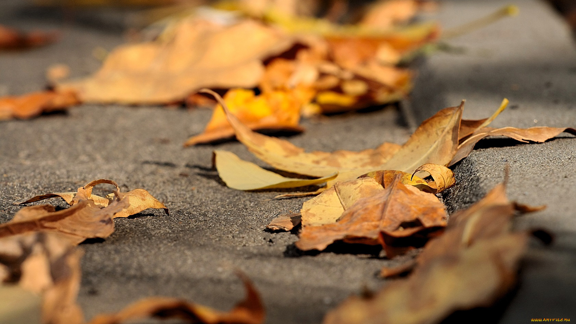 Да что говорить каждый осенний лист. Осень. Листья на асфальте. Осенние листья. Опавшие листья.